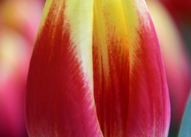 Tulipa Disco ® (3)